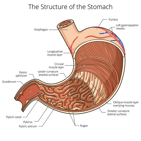 Simple Diagram Of The Stomach