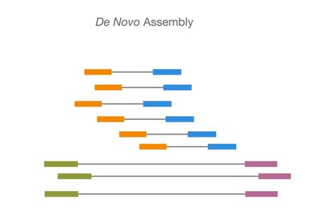 Timer Raccomandazione Lento De Novo Genome Assembly La Zona Ingorgo