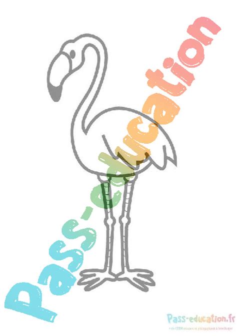 Coloriage flamant rose gratuit téléchargez et imprimez votre dessin