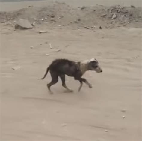 After Years Of Neglect Puppy Kisses His Rescuer For Giving Him Faith