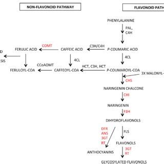 Schematic Model Illustrating The Ascorbic Acid Biosynthetic Pathway