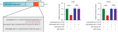 Linc Functions As A Molecular Sponge For Mir P A