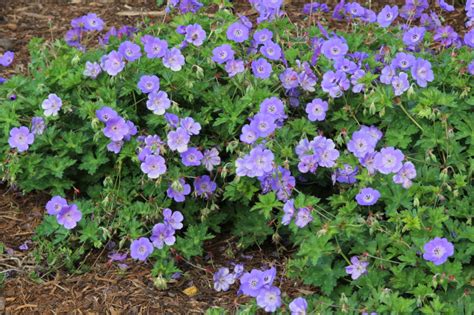 Geranium Rozanne Gerwat PBR Big Garden Rock Garden Garden