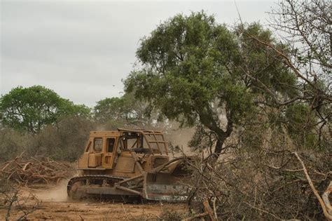 El bosque chaqueño es la Amazonia argentina y también está en peligro