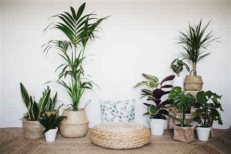 Las Mejores Plantas De Interior Para El Hogar Variegata Es