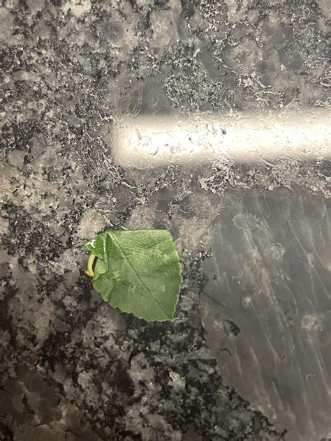 Is this leafhopper or thrip damage? - General Fruit Growing - Growing Fruit