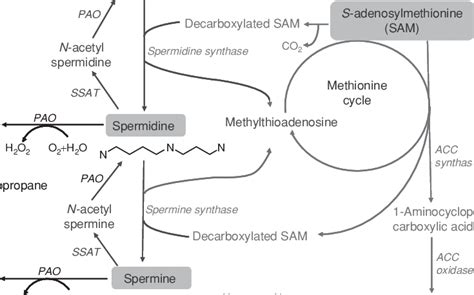 1 Biosynthetic Pathway Of Pas Sam Is A Common Precursor Of Both Pa And