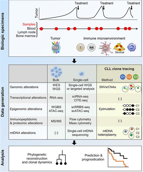 Clonal evolution underpinning Richter transformation of CLL to DLBCL ...