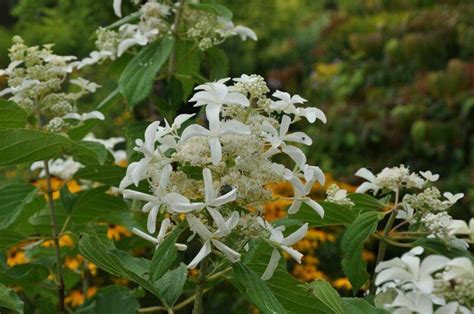 Гортензия метельчатая "Ла вастериал" ГРЕЙТ СТАР (Hydrangea paniculata ...