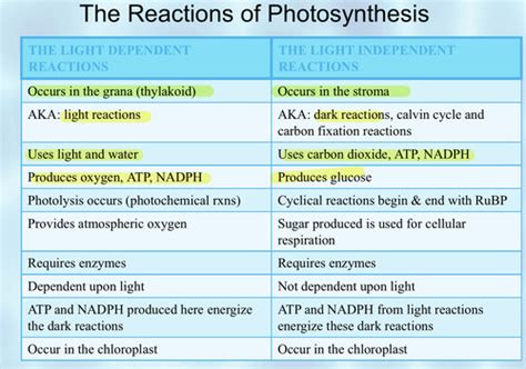 Botany Photosynthesis Flashcards Quizlet