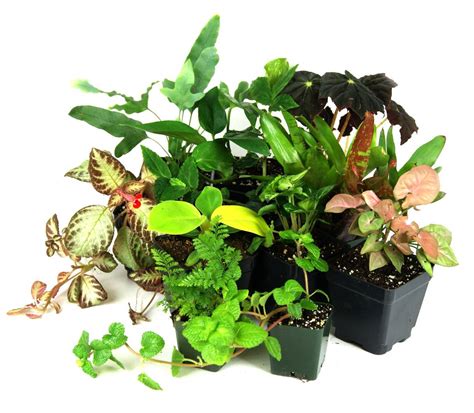 Terrarium Plants 101 - Buy Frogs Online | Buy Toads Online