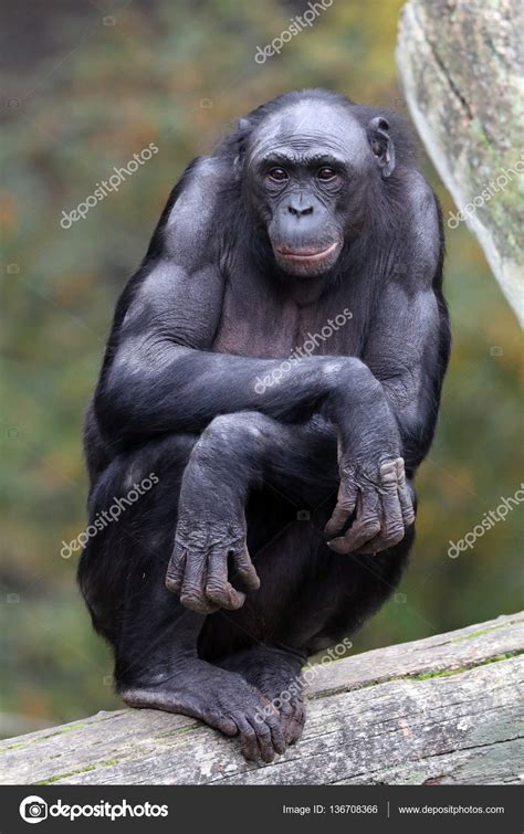 Bonobo monkey in nature habitat Stock Photo by ©EBFoto 136708366