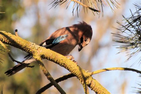Free Images : tree, nature, branch, leaf, flower, wildlife, food