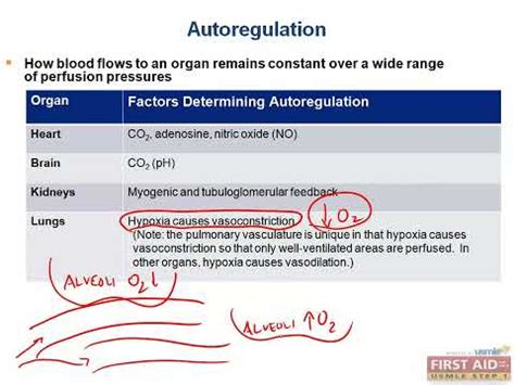 Autoregulation Of Blood Flow Cvs Physiology Video Part From Usmle