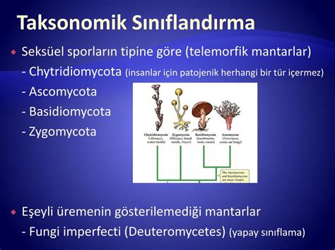 Ppt Mantarlarin Yapisi Ve Genel Zellikleri Powerpoint Presentation