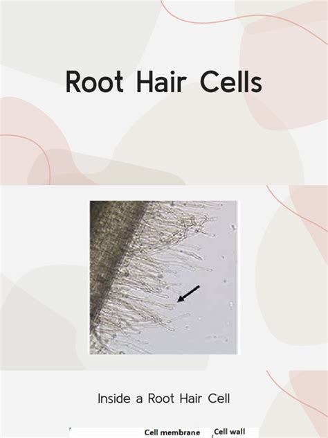 Root Hair Cells | PDF