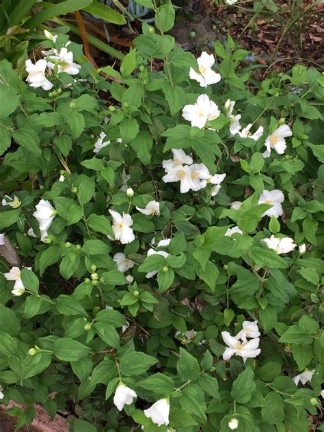 Dogwood shrub growing in Southern California. | Dogwood shrub, Shrubs ...