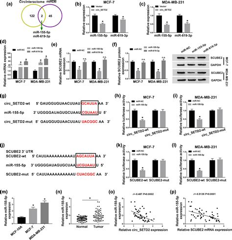 Circular Rna Circ Setd Represses Breast Cancer Progression Via