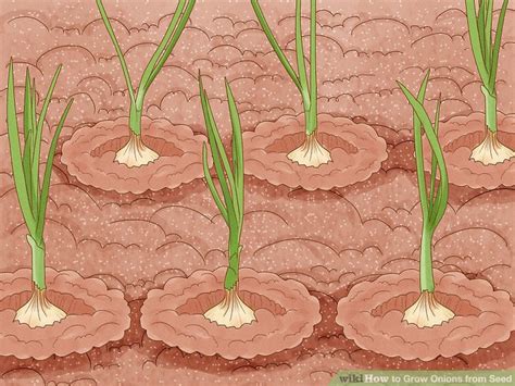 How To Grow Onions From Seed With Pictures Wikihow