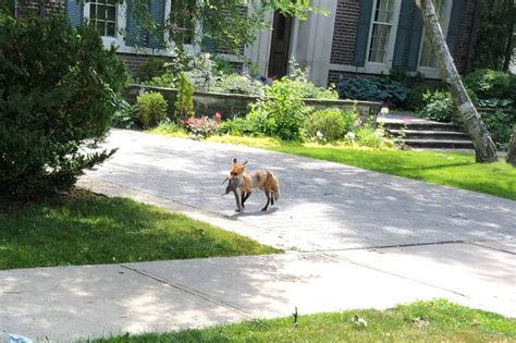 Someone saw a fox eating a squirrel in Toronto