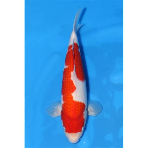 Dainichi Kohaku A Dai Koi From Queni Koi Ltd Uk