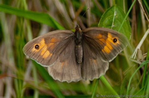 Meadow Brown Butterfly (Maniola-jurtina) | Urban Butterfly Garden