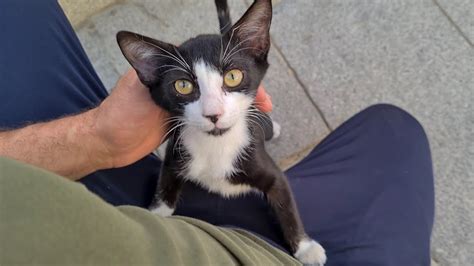 Cute Homeless Kitten Who Doesnt Want To Live On The Street Climbs Into