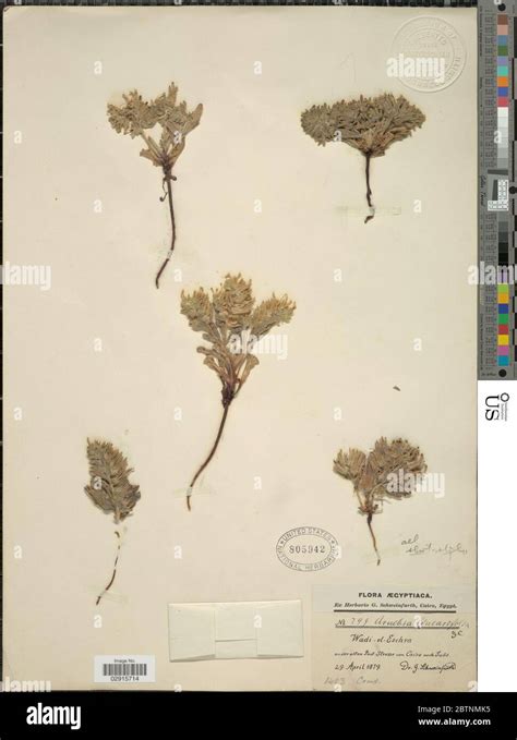 Arnebia linearifolia A DC Stock Photo - Alamy