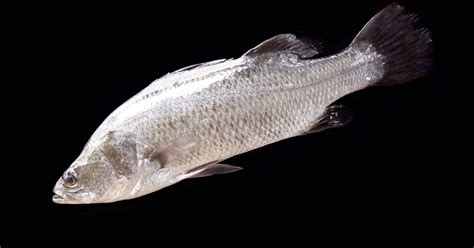 How to farm barramundi | The Fish Site