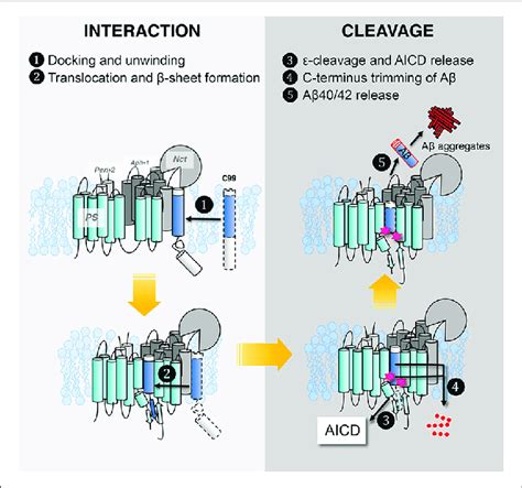 Five Steps In γ Secretase Substrate Interaction And Cleavage To