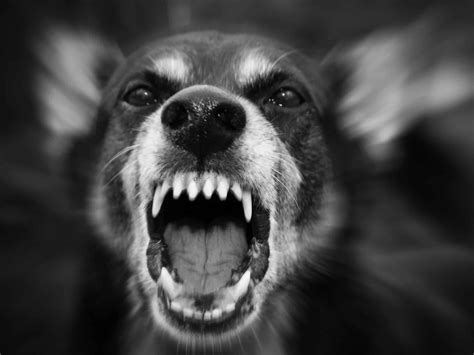 Man in hospital after dog bites his face | NT Independent