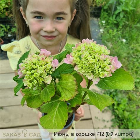Купить гортензию Боденси. Описание, фото крупнолистного сорта