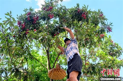 千年古荔樹開採 荔城無處不荔枝 新浪香港