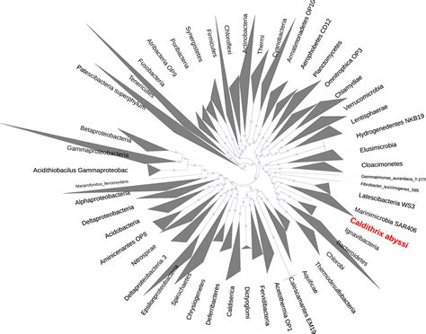 Frontiers Genomic Analysis Of Caldithrix Abyssi The Thermophilic