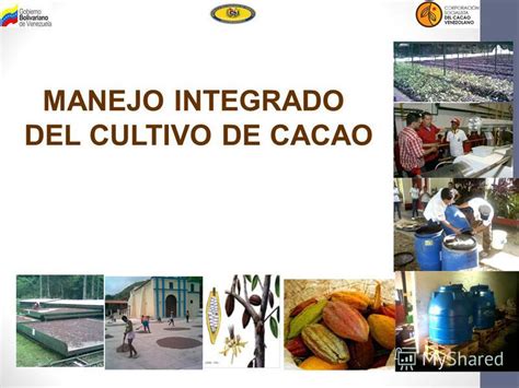 Презентация на тему Manejo Integrado Del Cultivo De Cacao Plagas Del