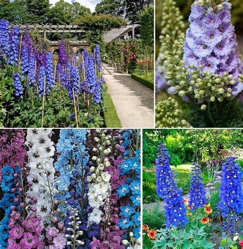 Каталог многолетних цветов с фото и названиями по алфавиту