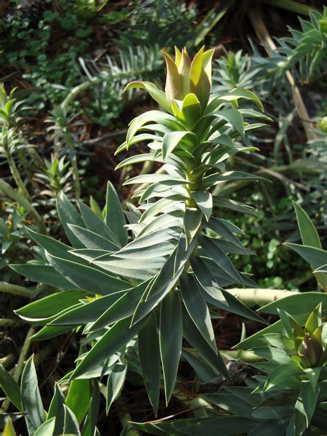 Visit The Desert Northwest Drought Tolerant Plants With Ian Barclay