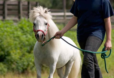 personality  miniature horse