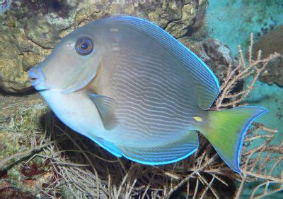 Atlantic Blue Tang (Acanthurus coeruleus) - The Free Freshwater and Saltwater Aquarium ...