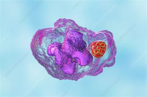 Ehrlichia Bacteria Morula Within Macrophages Illustration Stock