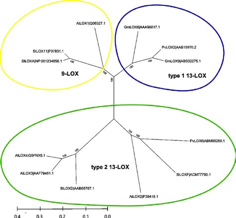 Phylogenetic Analysis Of Selected Plant LOXs Showing That PvLOX2