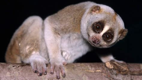 The Slow Loris Is a Cuddly-looking Primate With a Toxic Bite ...