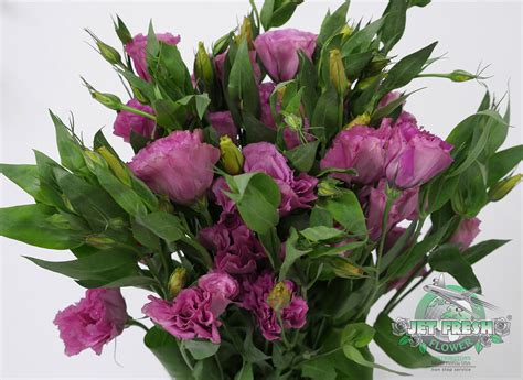 Jf Lisianthus Israel Pink A Jet Fresh Flower Distributors