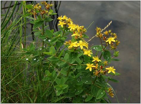 Irish Wildflowers Square Stalked St John S Wort Hypericum