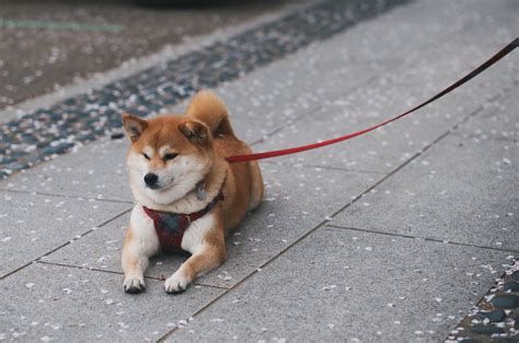 O Interesse Em Aberto De Shiba Inu Explode Nas Principais Bolsas