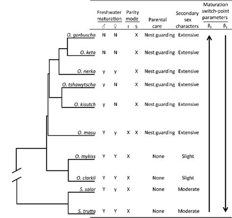 Partial Phylogeny Of Pacific And Atlantic Salmonines And Corresponding