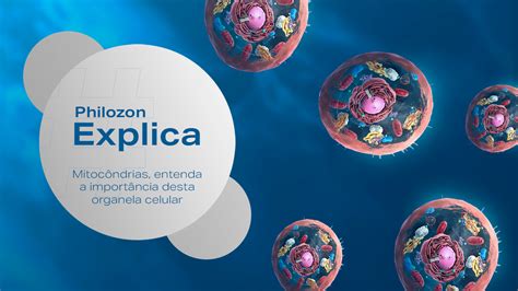 As Mitocôndrias São Organelas Relacionadas Com Qual Processo Energético Celular