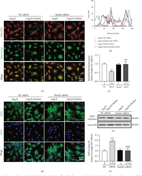 Figure From Activation Of The M Achr And Notch Hsf Signaling