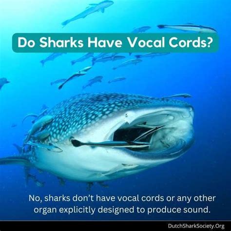 What Sounds Do Sharks Make? - Dutch Shark Society