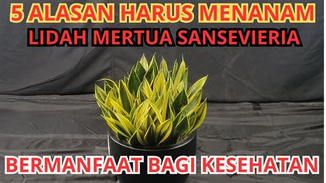 5 MANFAAT MENANAM TANAMAN LIDAH MERTUA ATAU SANSEVIERIA BAGI KESEHATAN